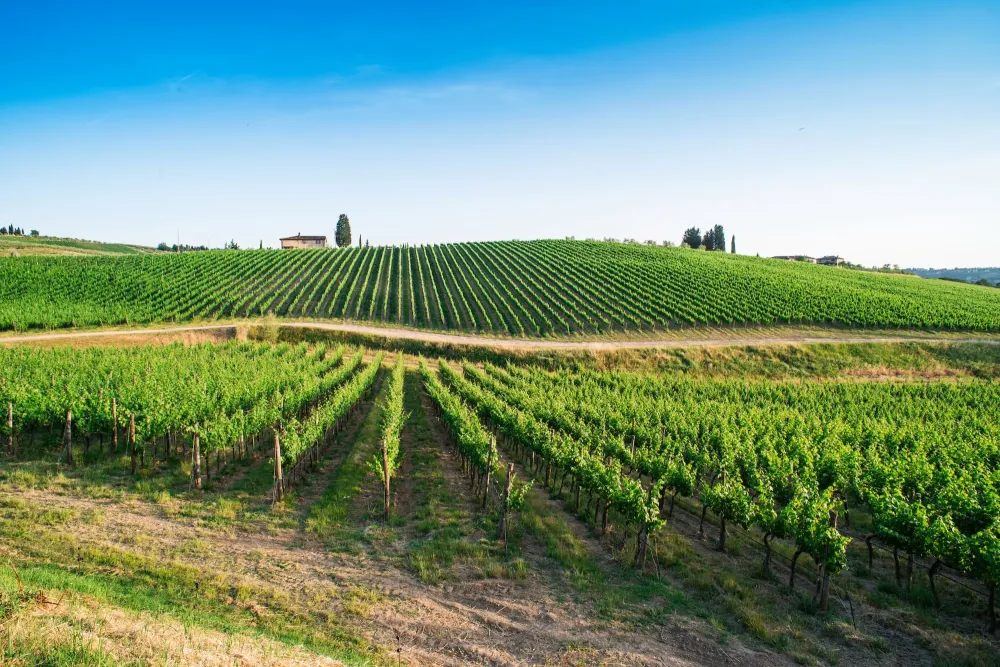 vignoble