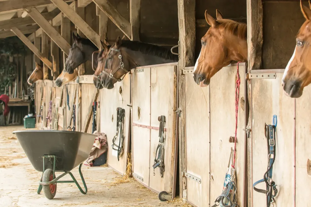 pension-pour-chevaux